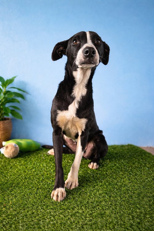 LANA N - Terrier available for adoption