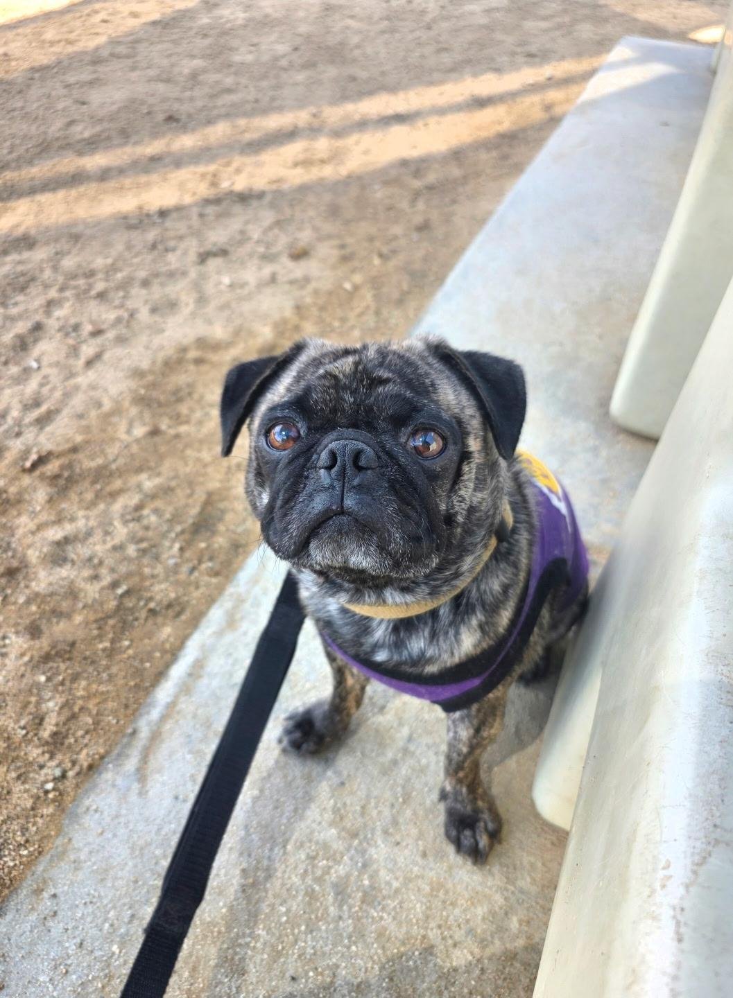 JUICE - Pug available for adoption