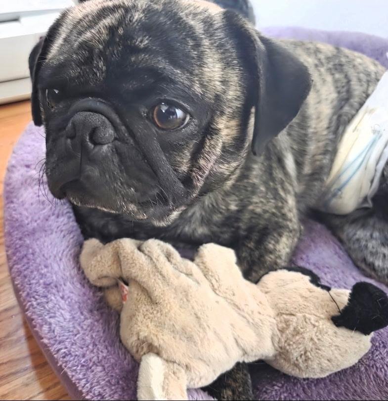 JUICE - Pug available for adoption