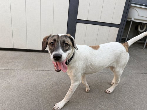 ZORRO - Terrier available for adoption
