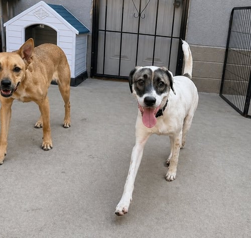 ZORRO - Terrier available for adoption