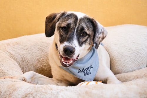 ZORRO - Anatolian Shepherd / Terrier available for adoption