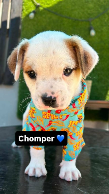 Chomper A Image