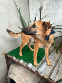 Balu - Photo 6