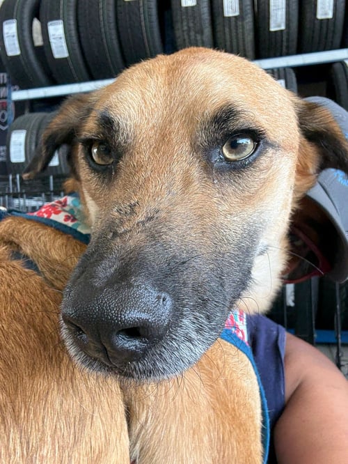 BALU - Black Mouth Cur / Carolina Dog available for adoption