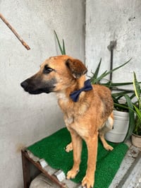 Balu - Photo 5