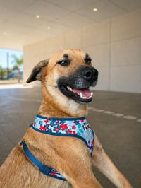 Balu - Photo 1