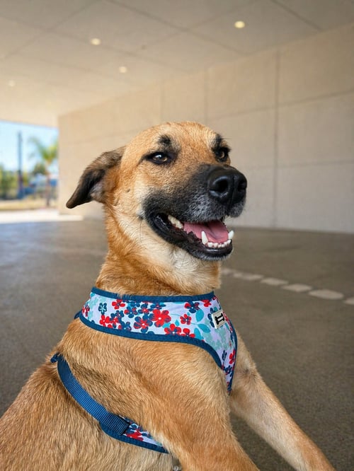 BALU - Black Mouth Cur / Carolina Dog available for adoption