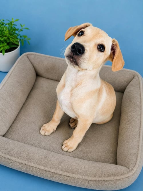 CHAPLIN K - Terrier available for adoption