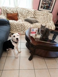 Stella D - Photo 4