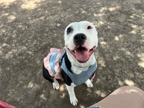 STELLA D - American Pit Bull Terrier / Terrier available for adoption