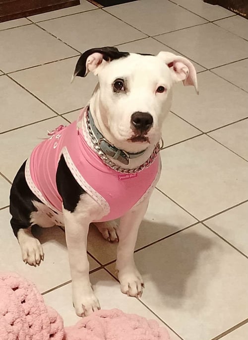 STELLA D - American Pit Bull Terrier / Terrier available for adoption