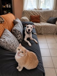 Stella D - Photo 3