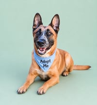 Duke G - Photo 1