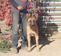Duke G - Photo 8