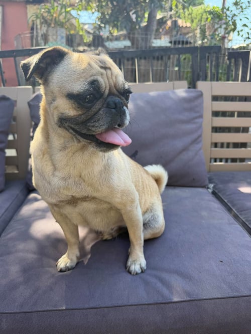 DIZIRELLA N - Pug available for adoption