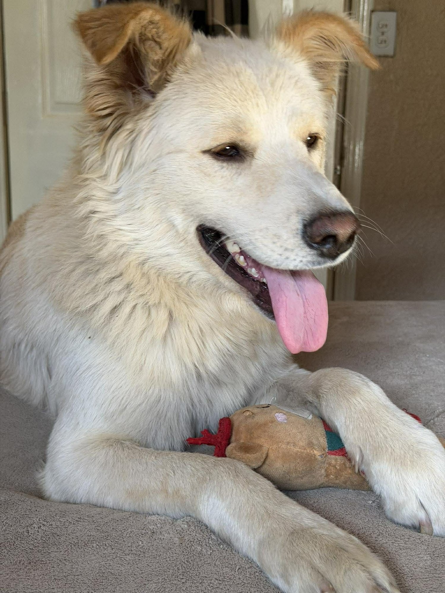 POPPY - Golden Retriever / Terrier available for adoption