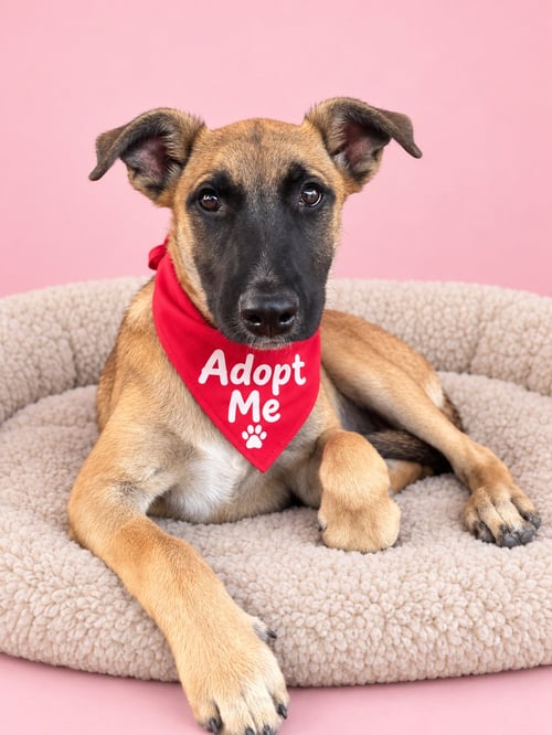 ARYA SM - Belgian Shepherd Malinois / Shepherd available for adoption