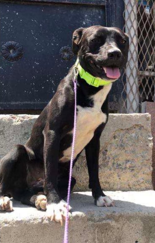 CRISTAL - Pit Bull Terrier / Staffordshire Bull Terrier available for adoption