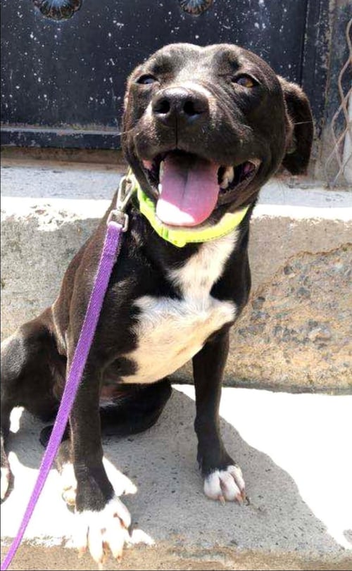 CRISTAL - Pit Bull Terrier / Staffordshire Bull Terrier available for adoption