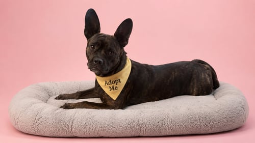 SHADOW SOMBRA N - Terrier / Pharaoh Hound available for adoption