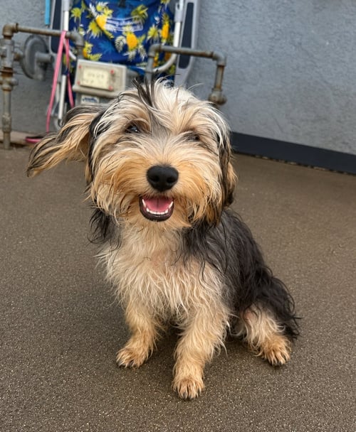 ARTEX - Yorkshire Terrier Yorkie available for adoption