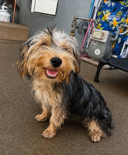 ARTEX - Yorkshire Terrier Yorkie available for adoption