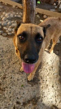 Canela T - Photo 5