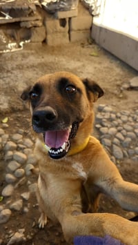 Canela T - Photo 4
