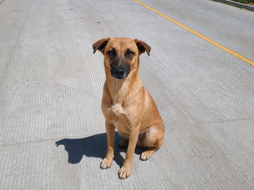 KANELA T - Feist / Black Mouth Cur available for adoption