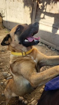 Canela T - Photo 3
