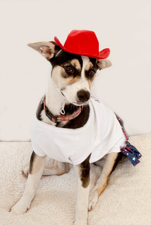 LOLA M - Australian Cattle Dog/Blue Heeler / Carolina Dog available for adoption