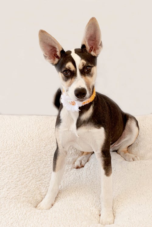 LOLA M - Australian Cattle Dog/Blue Heeler / Carolina Dog available for adoption
