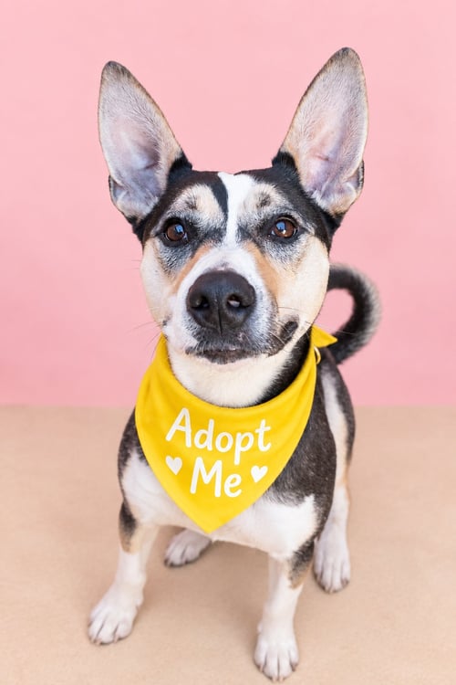 LOLA O - Australian Kelpie / Carolina Dog available for adoption