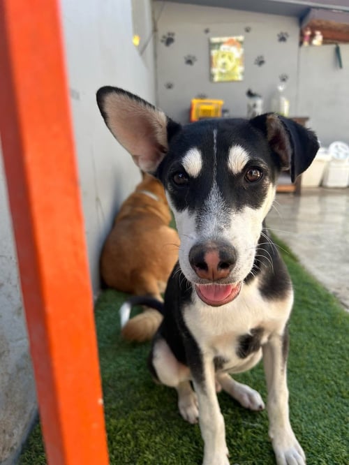 LARRY A - Australian Kelpie / Husky available for adoption