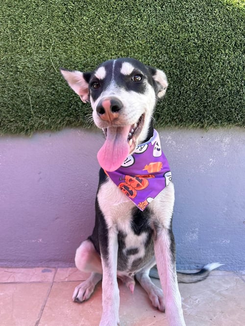 LARRY A - Australian Kelpie / Husky available for adoption