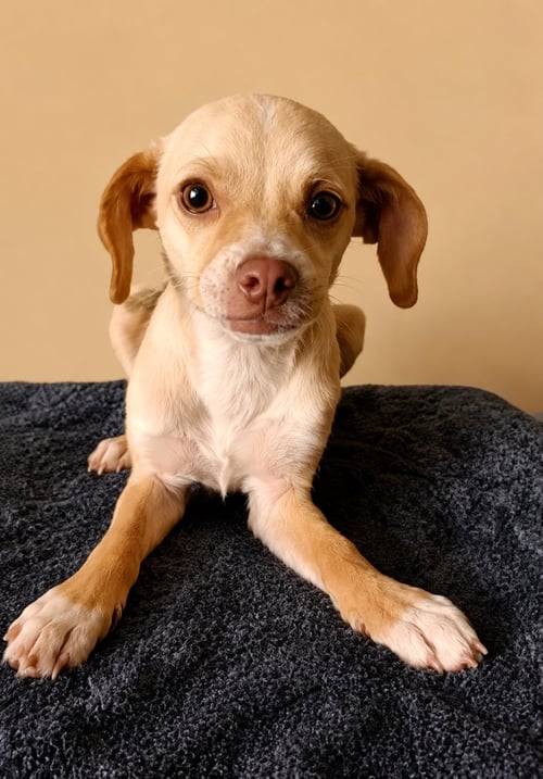 ROXY T - Chihuahua / Rat Terrier available for adoption