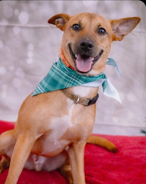JORGE - Black Mouth Cur / Terrier available for adoption