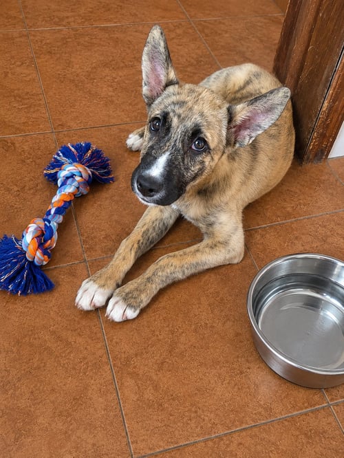 TIGRESA J - Carolina Dog / Dutch Shepherd available for adoption