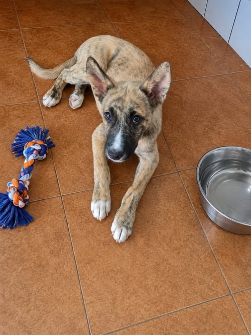 TIGRESA J - Carolina Dog / Dutch Shepherd available for adoption