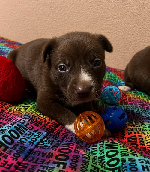 MARISOL D - Terrier available for adoption