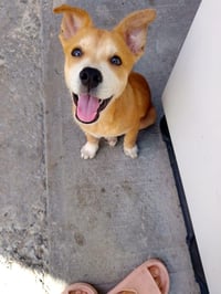 Zeus D - Photo 2