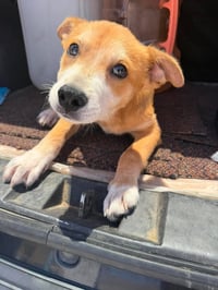 Zeus D - Photo 4