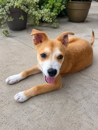 Zeus D - Photo 3