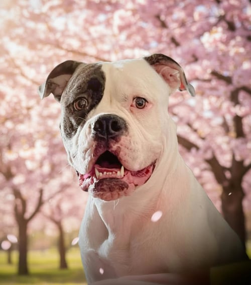 PIPER - American Bulldog available for adoption
