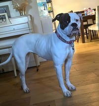 Piper - Photo 2