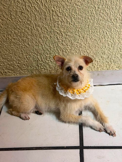 JABARI N - Border Terrier / Terrier available for adoption