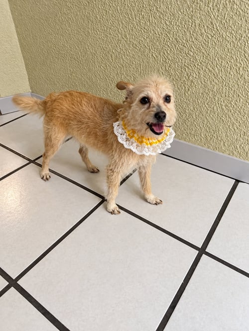 JABARI N - Border Terrier / Terrier available for adoption
