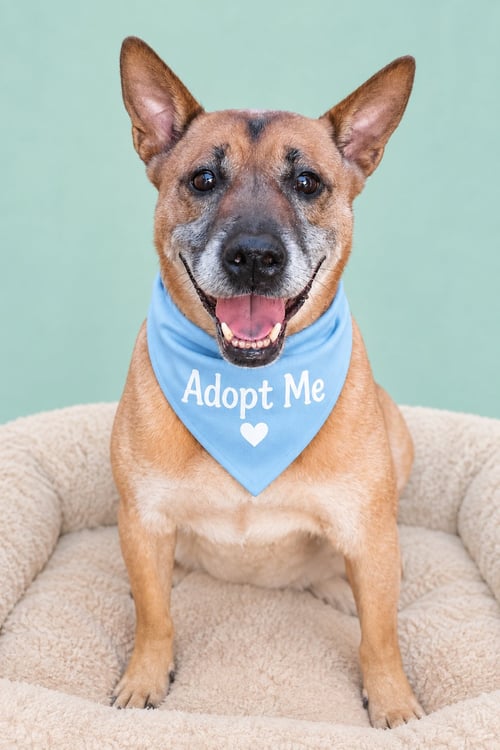 DUKE (KENZO) - Jindo (Korean) / German Shepherd Dog available for adoption