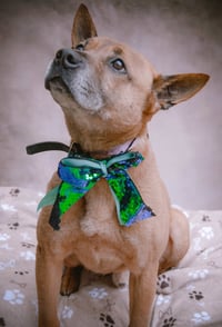 Duke (Kenzo) - Photo 3